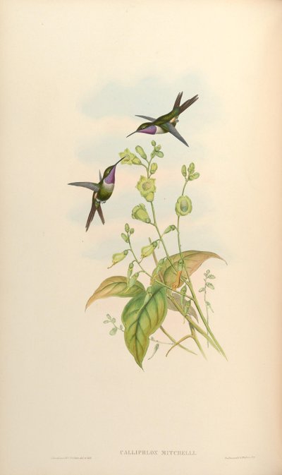 Calliphlox mitchelli by John Gould
